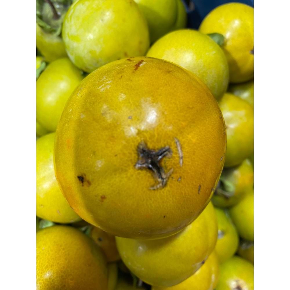 Hatay Cennet Hurması(2 KG)