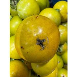 Hatay Cennet Hurması(2 KG)