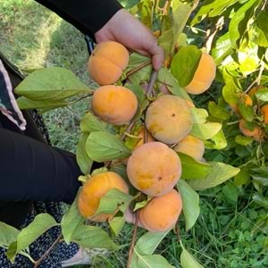 Hatay Çikolatalı Cennet Hurması(2 kg)