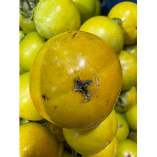 Hatay Cennet Hurması(2 KG)