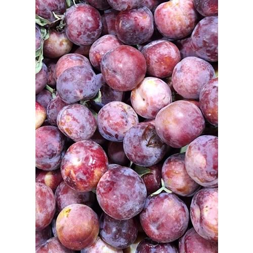 Hatay Can Eriği (1 kg)